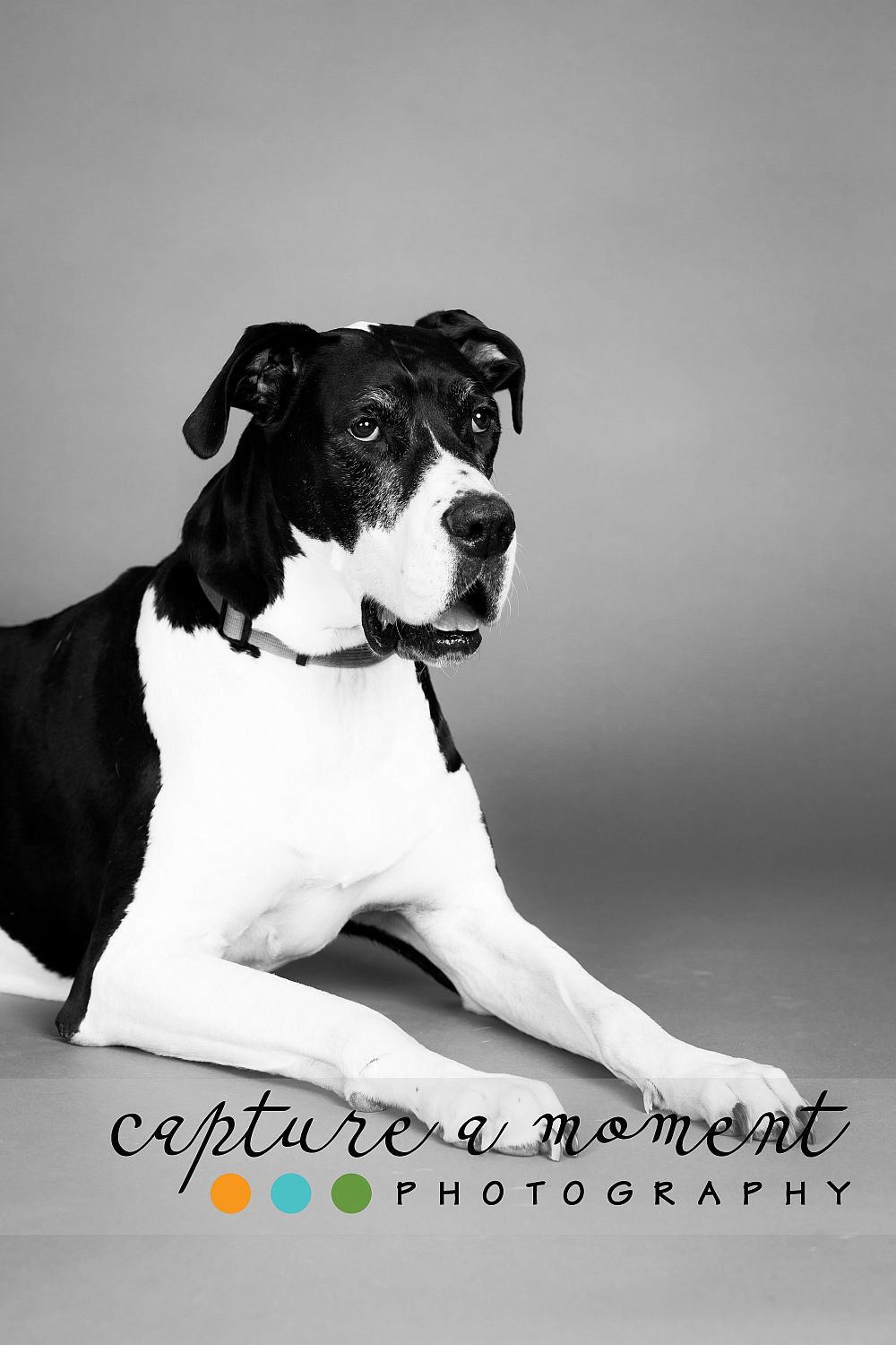 The 2021 Pooch Playoffs 