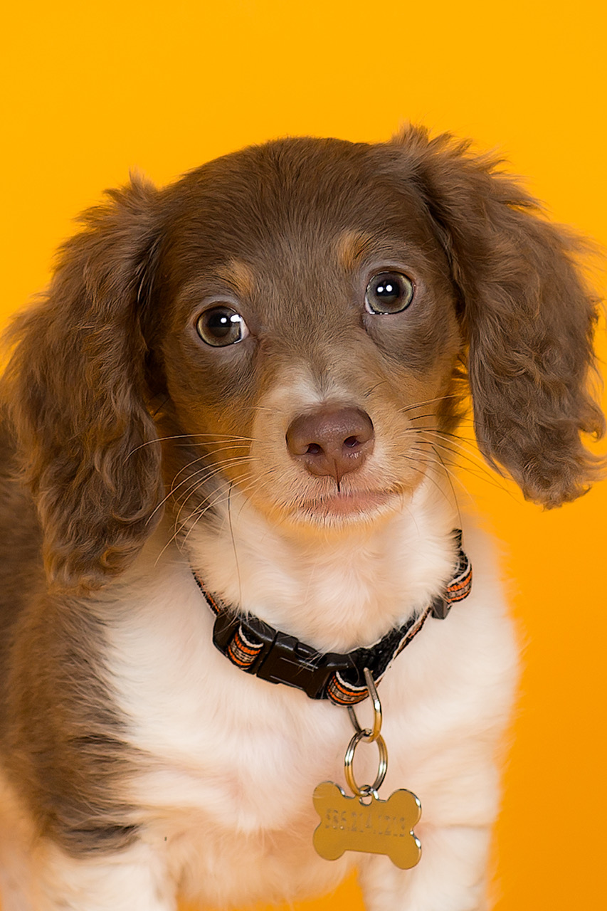 The 2021 Pooch Playoffs 