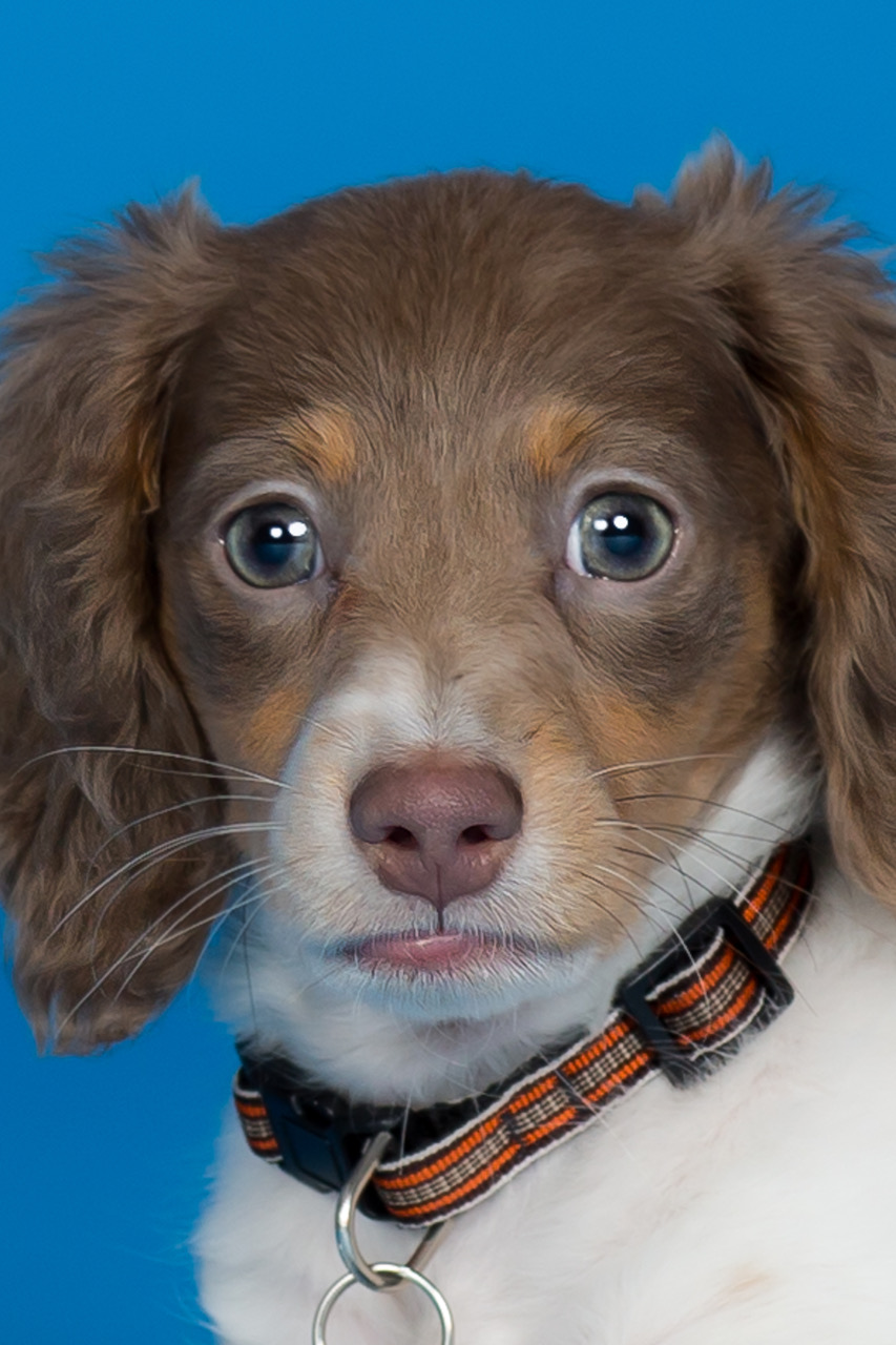 The 2021 Pooch Playoffs 