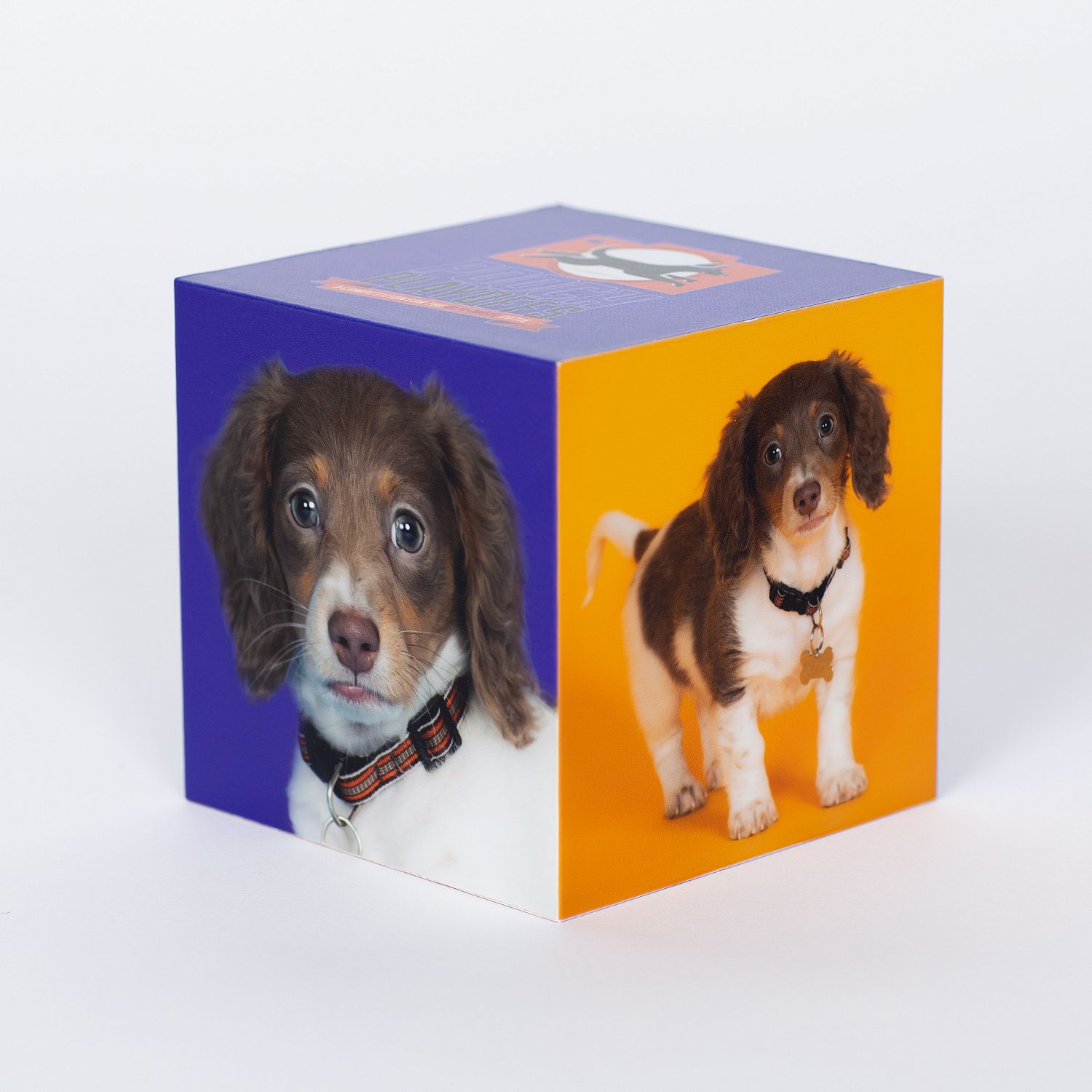 The 2021 Pooch Playoffs 