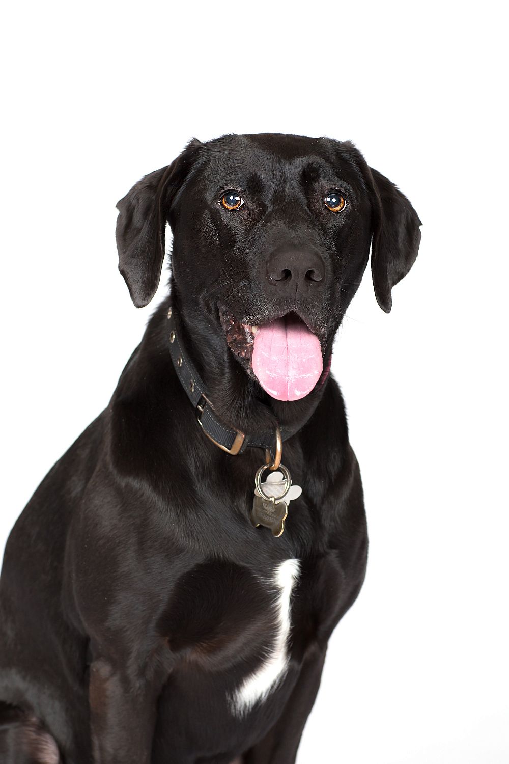 The 2021 Pooch Playoffs 