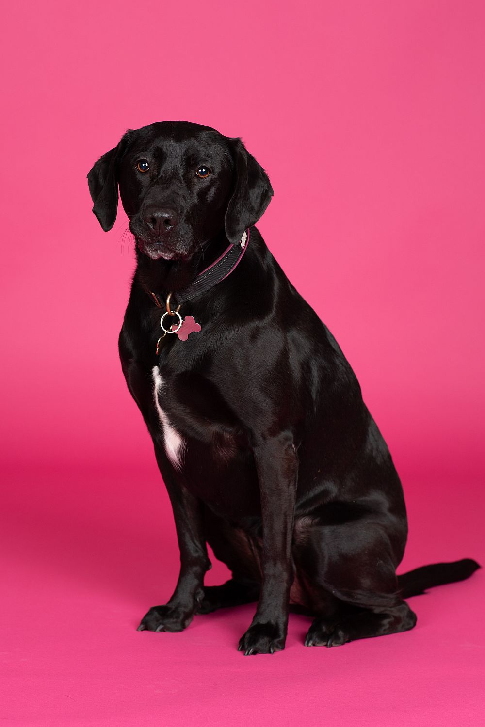 The 2021 Pooch Playoffs 