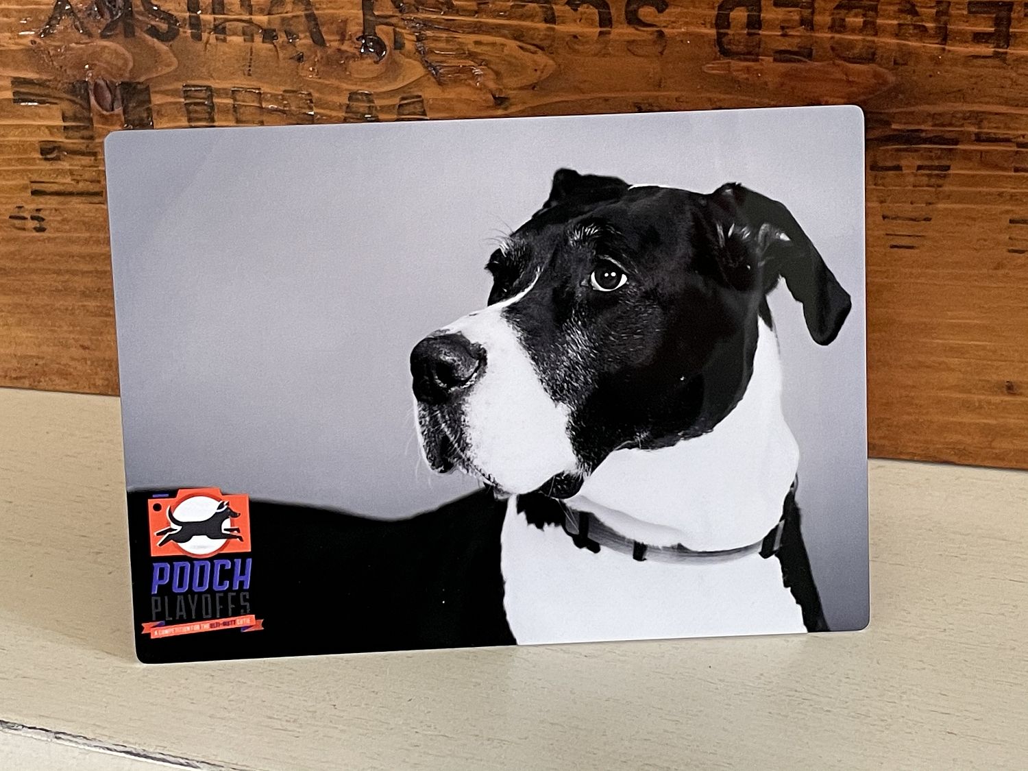 The 2021 Pooch Playoffs 