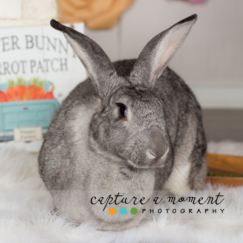 Easter and Spring Mini Sessions are Back! 