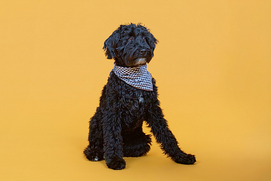 Freddy - Pooch Download