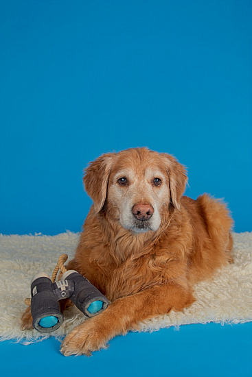 Luke - Pooch Download